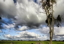 澳大利亚女足连赢五场,成功晋级亚洲杯决赛